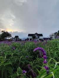 A Sip of Serenity: Sarune Coffee, Medan