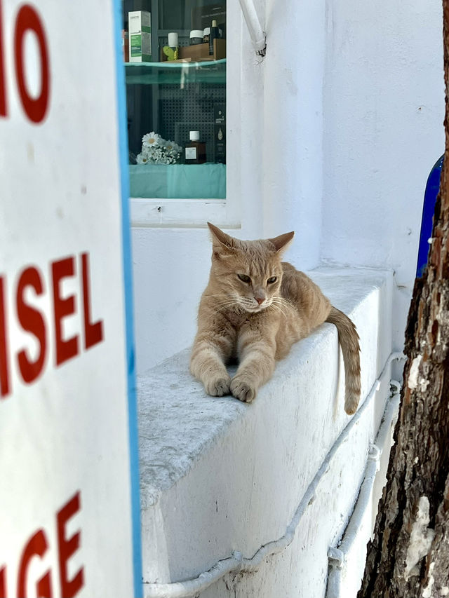 Wandering Through the White and Blue Charm of Mykonos🇬🇷