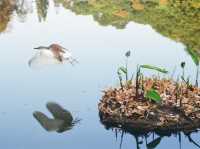 Xianhu Botanical Park — Fairytale Views at the Fairy Lake