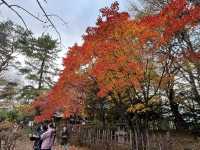 札幌市區賞楓景點～中島公園