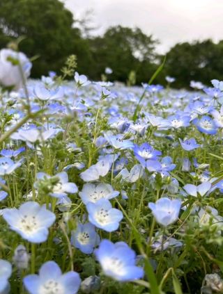 Enjoy the Nature and Activities of Showa Memorial Park in Tokyo