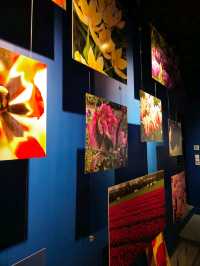 유럽여행 암스테르담 운하의 Amsterdam Tulip Museum