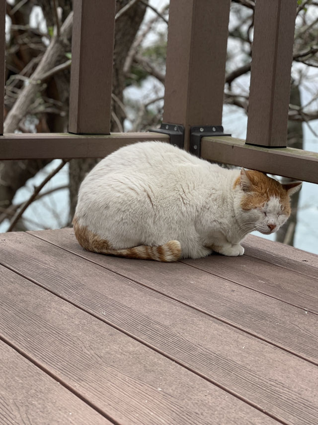釜山｜考驗腳力的太宗台 與影島的貓咪們相遇