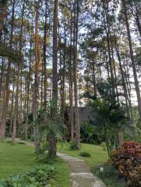 สวนป่าดอยบ่อหลวง | เชียงใหม่ 🏡🌲✨🍃