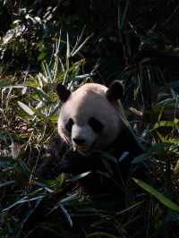 Meet them fluffy lil creatures in Panda Valley