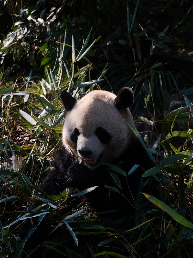 Meet them fluffy lil creatures in Panda Valley