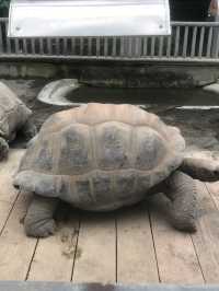 【伊豆🪼】熱川バナナワニ園に行ってみた😆