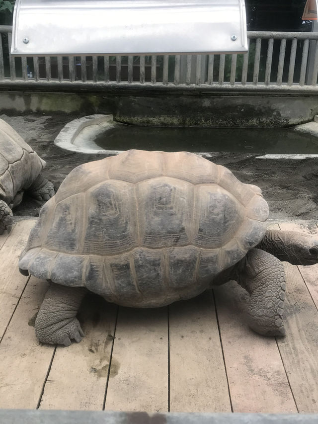 【伊豆🪼】熱川バナナワニ園に行ってみた😆