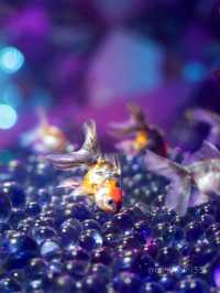奈良トリップおでかけ観光スポット！市内アクセス◎奈良金魚ミュージアムが本気だった！アーティスト作品も見れる穴場