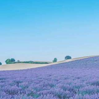【普羅旺斯的代名詞】薰衣草田