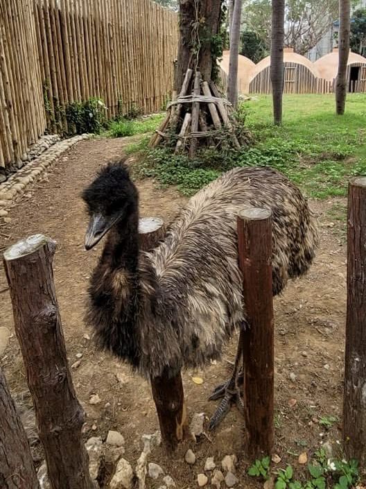 去新竹市立動物園重拾童趣