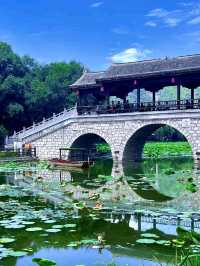 Thousand-Mu Lotus Pond: A Summer Spectacle