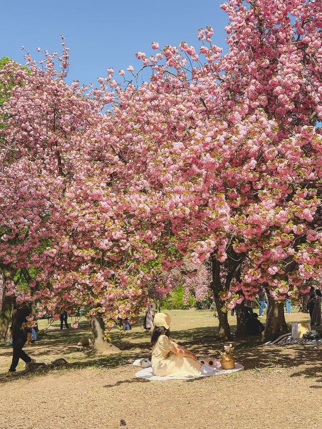 겹벚꽃 보러 꼭 가야하는 겹벚꽃천국💞