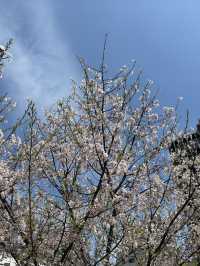 🌸 天王寺公園的櫻花：春天的絕景之旅 🌸