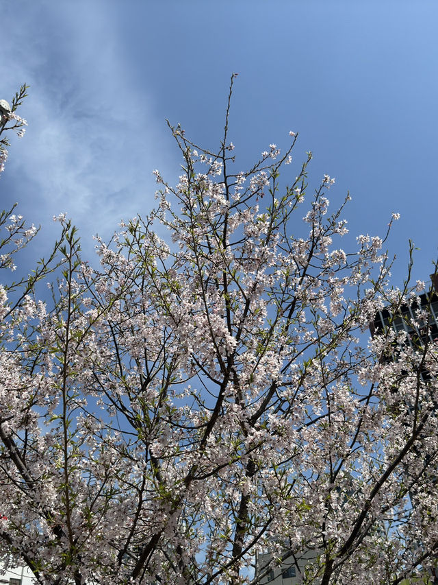 🌸 天王寺公園的櫻花：春天的絕景之旅 🌸