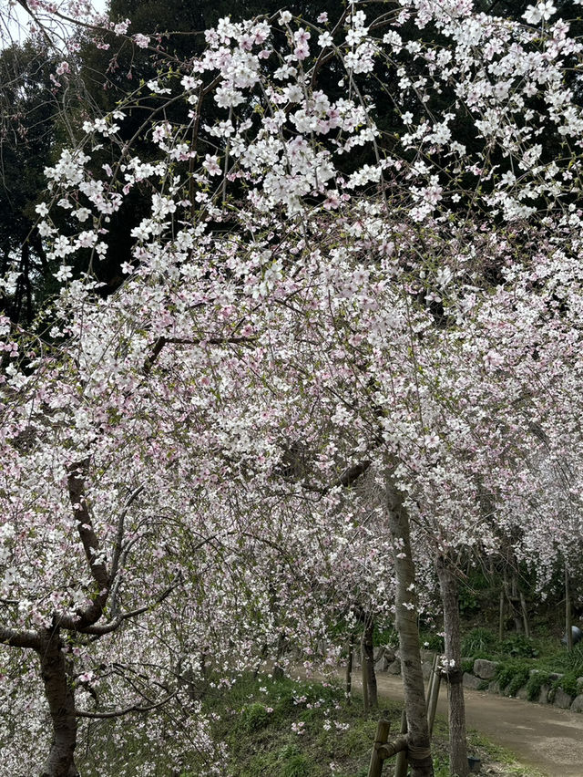 福岡櫻花之頑強：逆風而舞的生命之美