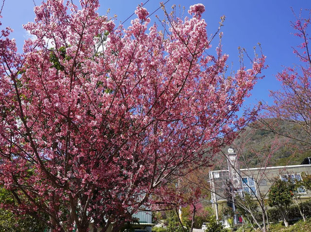 三光茶園櫻花美景