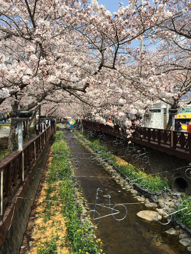 櫻花季2025🥰韓國賞櫻好去處😍鎮海櫻花節