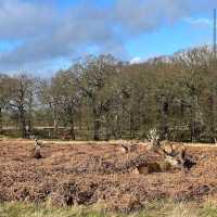 Richmond Park (London)