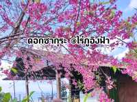 ดอกซากุระ @ไร่ภูอิงฟ้า จ.เชียงราย
