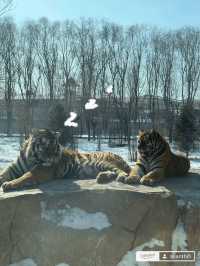 Harbin Siberian Tiger Park 🐅❄️