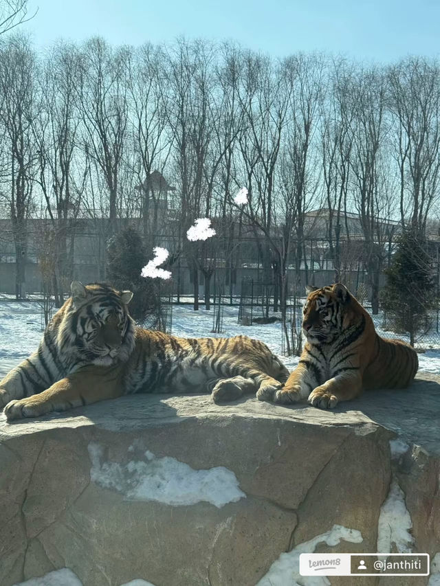 Harbin Siberian Tiger Park 🐅❄️
