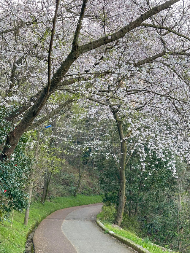 군산, 벚꽃보며 산책하기 좋은 곳