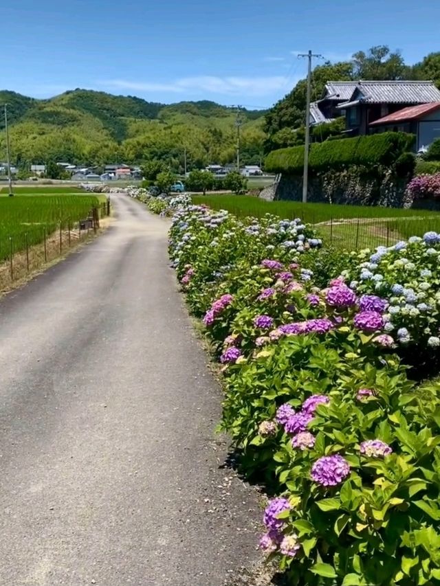 色彩豊かなあじさいに目を奪われる