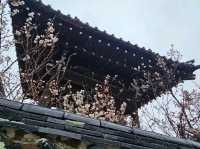 京都近郊影櫻花好去處，人少啲  櫻花多啲🌸