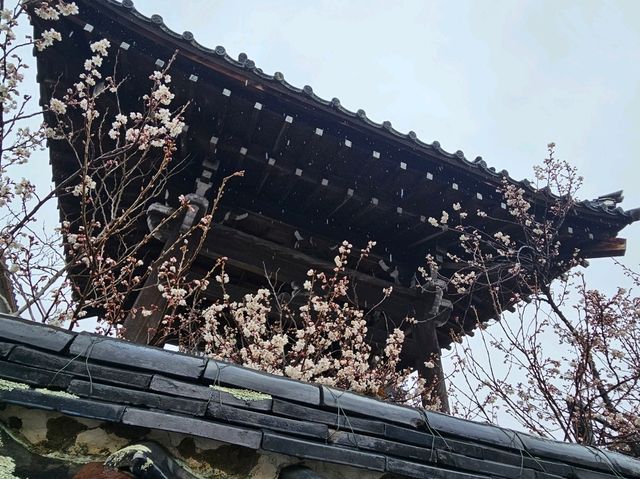 京都近郊影櫻花好去處，人少啲  櫻花多啲🌸