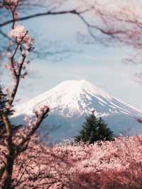 避開人潮，解鎖富士山櫻花季的隱藏玩法！