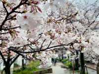 🌸 **寶塚櫻花之道遊覽櫻花觀賞分享** 🌸
