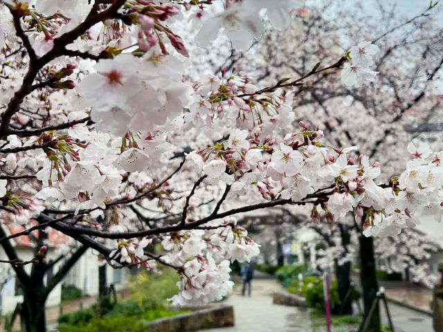 🌸 **寶塚櫻花之道遊覽櫻花觀賞分享** 🌸