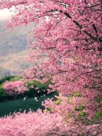 Breathtaking Cherry Blossoms at Yongfu Town