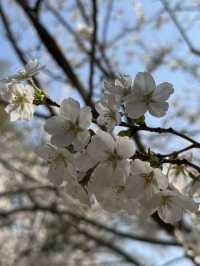 Blossoms & Solitude: Tiger Hill’s Unexpected Sakura Charm