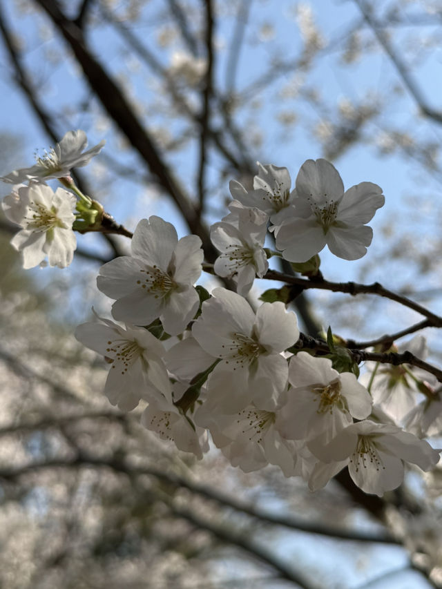 Blossoms & Solitude: Tiger Hill’s Unexpected Sakura Charm