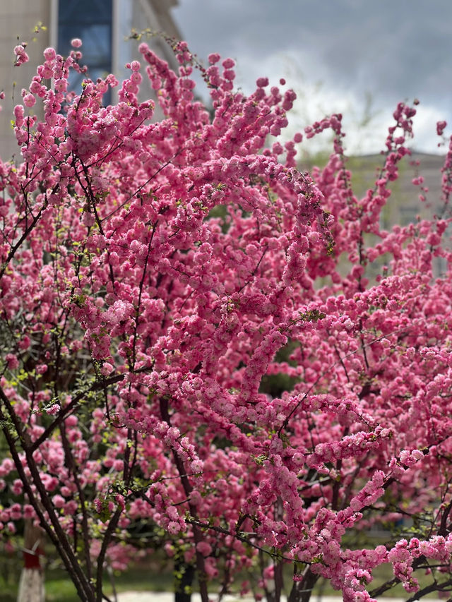 Cherry Blossom 🌸 trip to Dingxi
