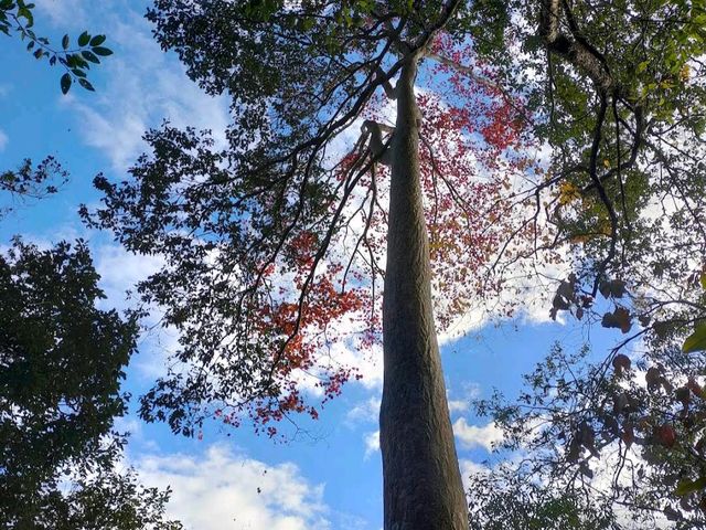 八仙山國家森林遊樂區