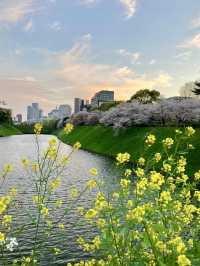 Spring Blossoms at the Imperial Palace🌼