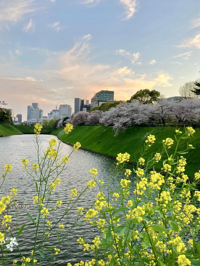 Spring Blossoms at the Imperial Palace🌼