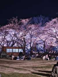 【新潟】行かなきゃ損‼️日本三大夜桜の１つ✨夜桜が水面に浮かぶ幻想世界🌸