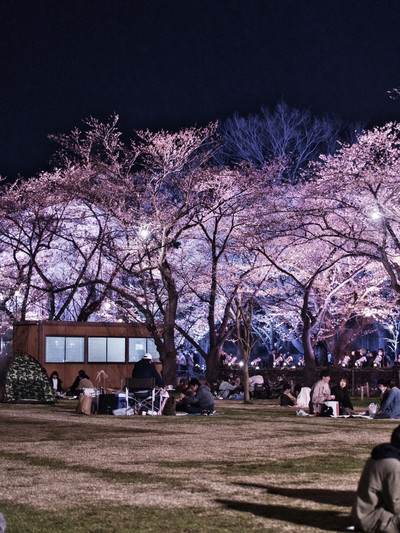 新潟】行かなきゃ損‼️日本三大夜桜の1つ✨夜桜が水面に浮かぶ幻想