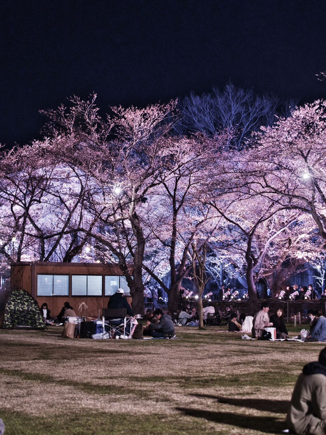 【新潟】行かなきゃ損‼️日本三大夜桜の１つ✨夜桜が水面に浮かぶ幻想世界🌸