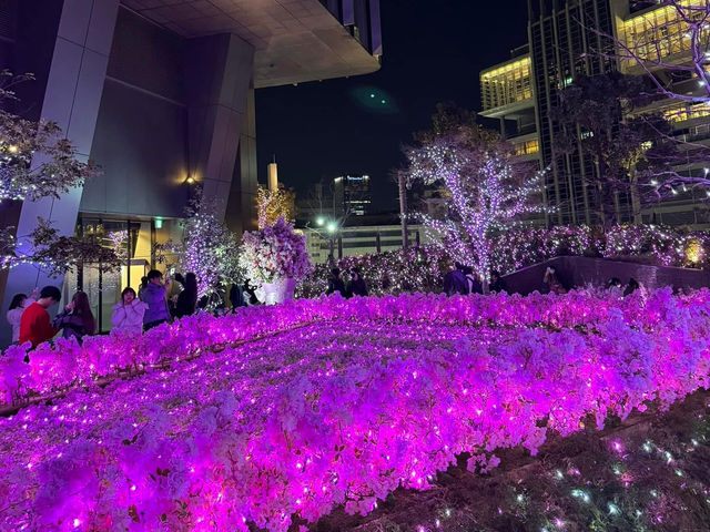 Chasing Sakura at Tsurama Park Illumination Night