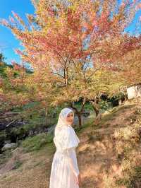 Chasing cherry blossom at Doi Inthanon 🌸