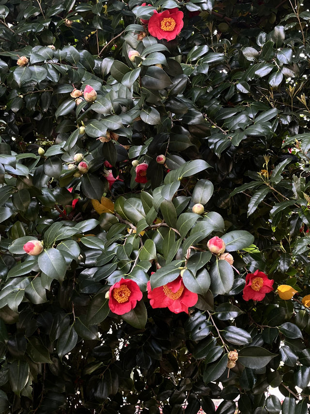 도쿄 벚꽃 명소 꽃놀이🌸