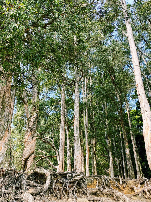 白千層｜香港最易徒步打卡景點🌳