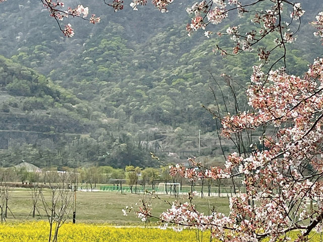 벚꽃터널길에서 봄즐기기🌸