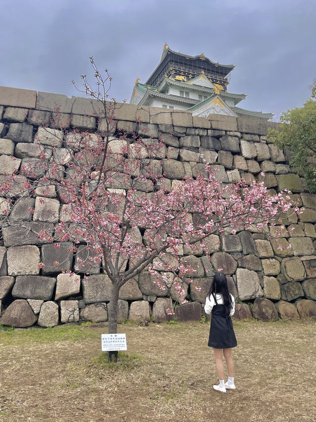 일본의 성과 벚꽃 투어 여행🌸🌸