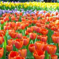 Miracle of Natural 